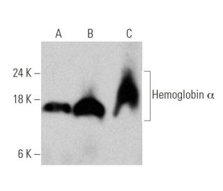 Hemoglobin &alpha; Antibody (D-4) - Western Blotting - Image 372310 