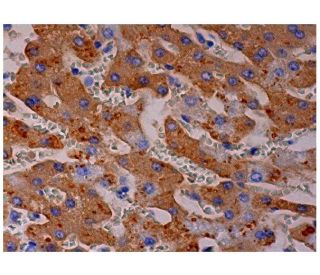 Hemoglobin &beta; Antibody (18) - Immunohistochemistry - Image 287092 