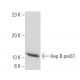 Hep B preS1 Antibody (AP1) - Western Blotting - Image 17692