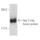 Hep C cAg Antibody (1868) - Western Blotting - Image 19128
