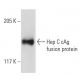 Hep C cAg Antibody (C7-50) - Western Blotting - Image 19126