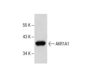 AKR1A1 Antibody (E-9) - Western Blotting - Image 287562 