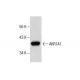 AKR1A1 Antibody (E-9) - Western Blotting - Image 287562 