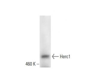 Herc1 Antibody (E-12) - Western Blotting - Image 299322