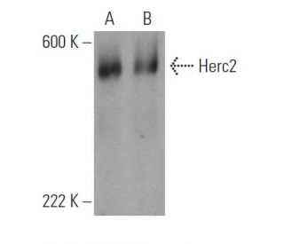 Herc2 Antibody (A-5) - Western Blotting - Image 371038 
