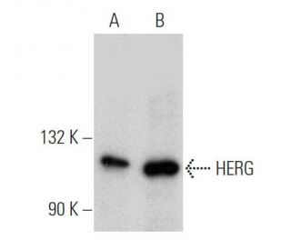 HERG Antibody (F-3) - Western Blotting - Image 360590 
