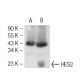 HES2 Antibody (A-4) - Western Blotting - Image 93708 