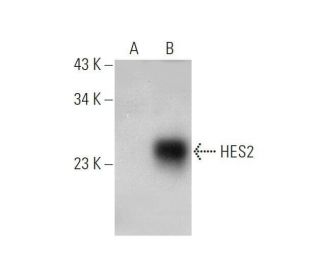 HES2 Antibody (A-4) - Western Blotting - Image 353402 