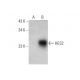 HES2 Antibody (A-4) - Western Blotting - Image 353402 