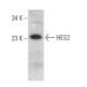 HES2 Antibody (A-4) - Western Blotting - Image 371928