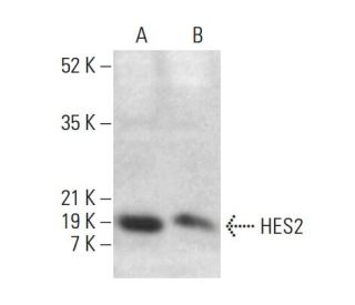HES2 Antibody (H-8) - Western Blotting - Image 376229 