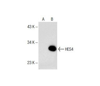 HES4 Antibody (D-12) - Western Blotting - Image 151764 