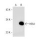 HES4 Antibody (D-12) - Western Blotting - Image 151764 
