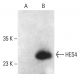 HES4 Antibody (D-12) - Western Blotting - Image 401865
