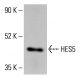 HES5 Antibody (3B6) - Western Blotting - Image 414191 