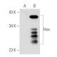 Hex Antibody (HHE5I261) - Western Blotting - Image 32912 
