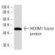 HEXIM1 Antibody (2416C2a) - Western Blotting - Image 16669