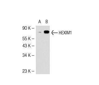 HEXIM1 Antibody (2416C2a) - Western Blotting - Image 54516 