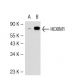 HEXIM1 Antibody (2416C2a) - Western Blotting - Image 54516 