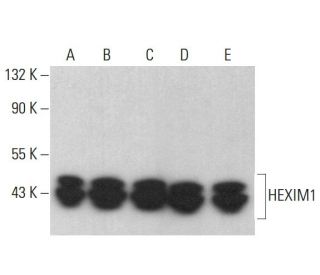 HEXIM1 Antibody (D-8) - Western Blotting - Image 381465 