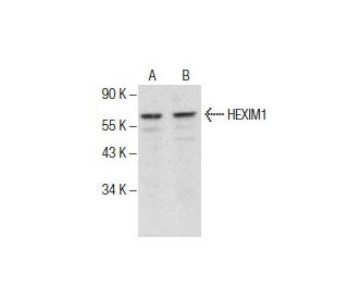 HEXIM1 Antibody (E-7) - Western Blotting - Image 286074 