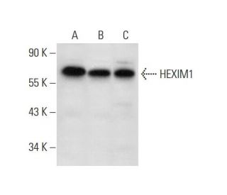 HEXIM1 Antibody (G-10) - Western Blotting - Image 304984 