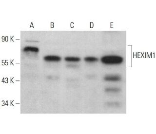 HEXIM1 Antibody (G-10) - Western Blotting - Image 381473 