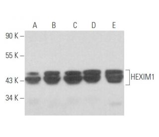 HEXIM1 Antibody (D-8) - Western Blotting - Image 356049