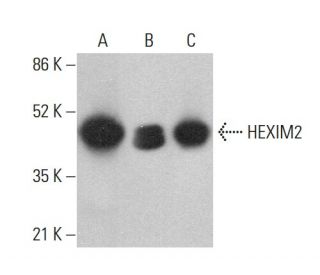 HEXIM2 Antibody (A-7) - Western Blotting - Image 377970 