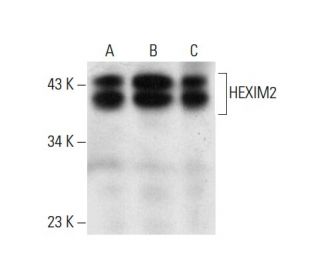 HEXIM2 Antibody (B-9) - Western Blotting - Image 303908
