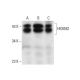 HEXIM2 Antibody (B-9) - Western Blotting - Image 303908
