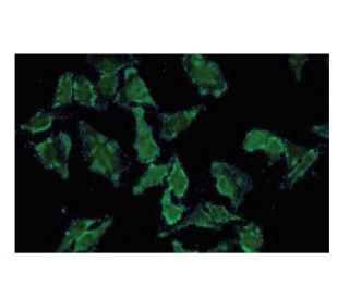HFE Antibody (44-H) - Immunofluorescence - Image 53865