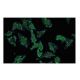 HFE Antibody (44-H) - Immunofluorescence - Image 53865