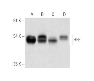 HFE Antibody (C-12) - Western Blotting - Image 320222 