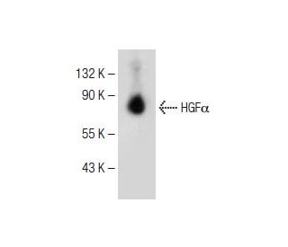 HGF&alpha; Antibody (H-10) - Western Blotting - Image 150524 