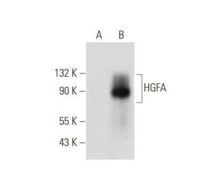 HGFA Antibody (B-6) - Western Blotting - Image 344152 