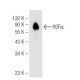 HGFα Antibody (B-3) - Western Blotting - Image 93633