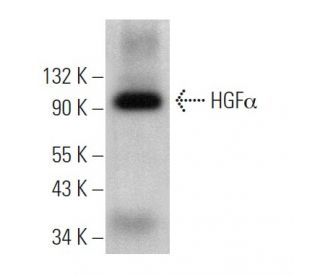 HGF&alpha; Antibody (B-3) - Western Blotting - Image 375150 