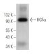 HGFα Antibody (B-3) - Western Blotting - Image 375150 