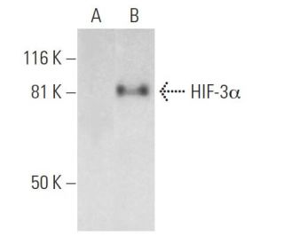 HIF-3&alpha; Antibody (D-7) - Western Blotting - Image 289876