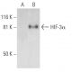 HIF-3α Antibody (D-7) - Western Blotting - Image 289876