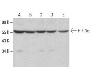 HIF-3&alpha; Antibody (E-8) - Western Blotting - Image 383717 