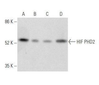 HIF PHD2 Antibody (H-8) - Western Blotting - Image 354870 