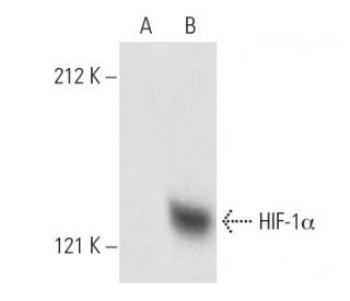 HIF1a Antibody (28b) - Western Blotting - Image 1210
