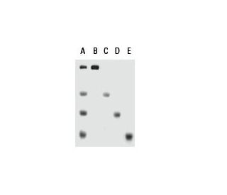 High Range Markers: sc-2362. SDS-PAGE analysis of High Range Markers, showing total marker panel (A), and individual 200 k