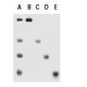 High Range Markers: sc-2362. SDS-PAGE analysis of High Range Markers, showing total marker panel (A), and individual 200 k