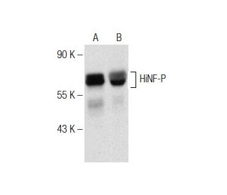 HiNF-P Antibody (C-5) - Western Blotting - Image 150967Each CRISPR/Cas9 Knockout (KO) Plasmid product consists of a pool of 3 plasmids designed to ensure identification and cleavage of a specific gene for maximum knockout efficiency. Each plasmid encodes a unique 20 nt sequence derived from the GeCKO (v2) library. 