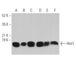 Hint1 Antibody (B-5) - Western Blotting - Image 361968 