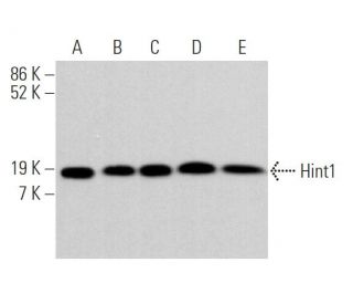 Hint1 Antibody (H-5) - Western Blotting - Image 366176 