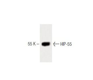 HIP-55 Antibody (7) - Western Blotting - Image 60451 